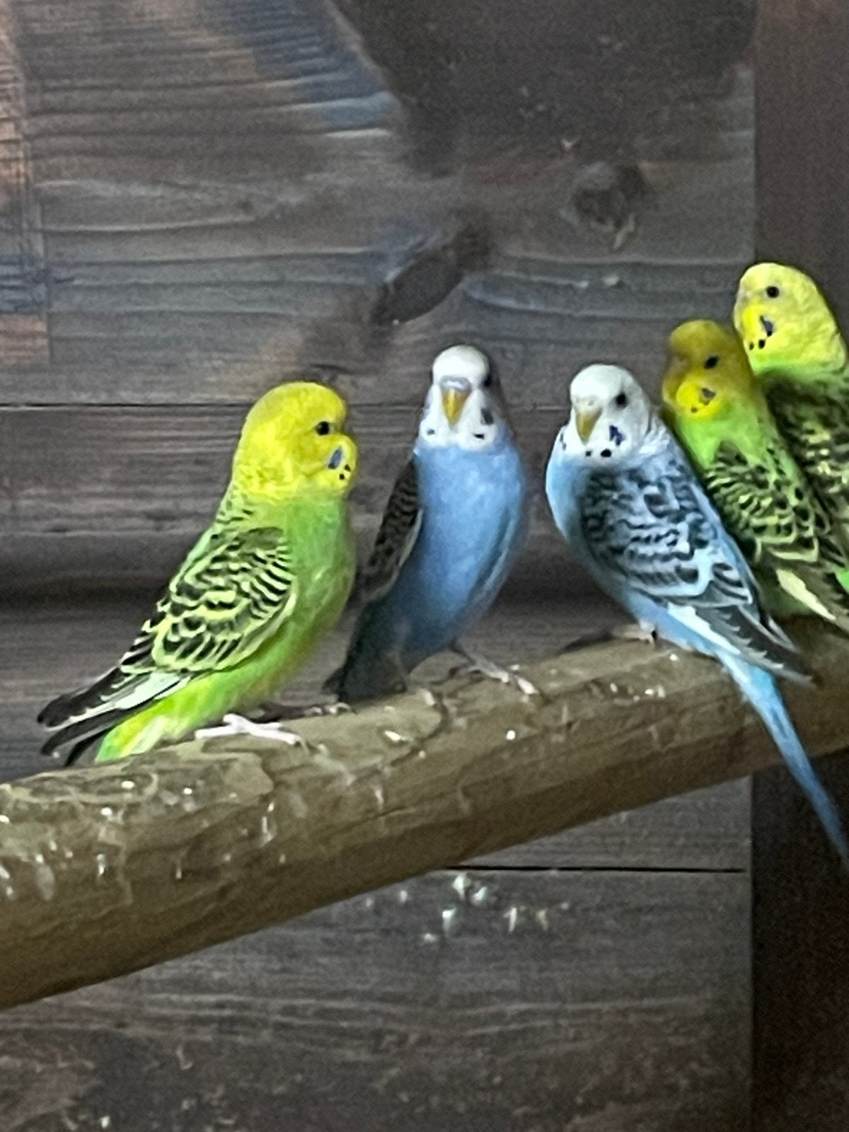 Grasparkietjes, Meerdere dieren, Parkiet
