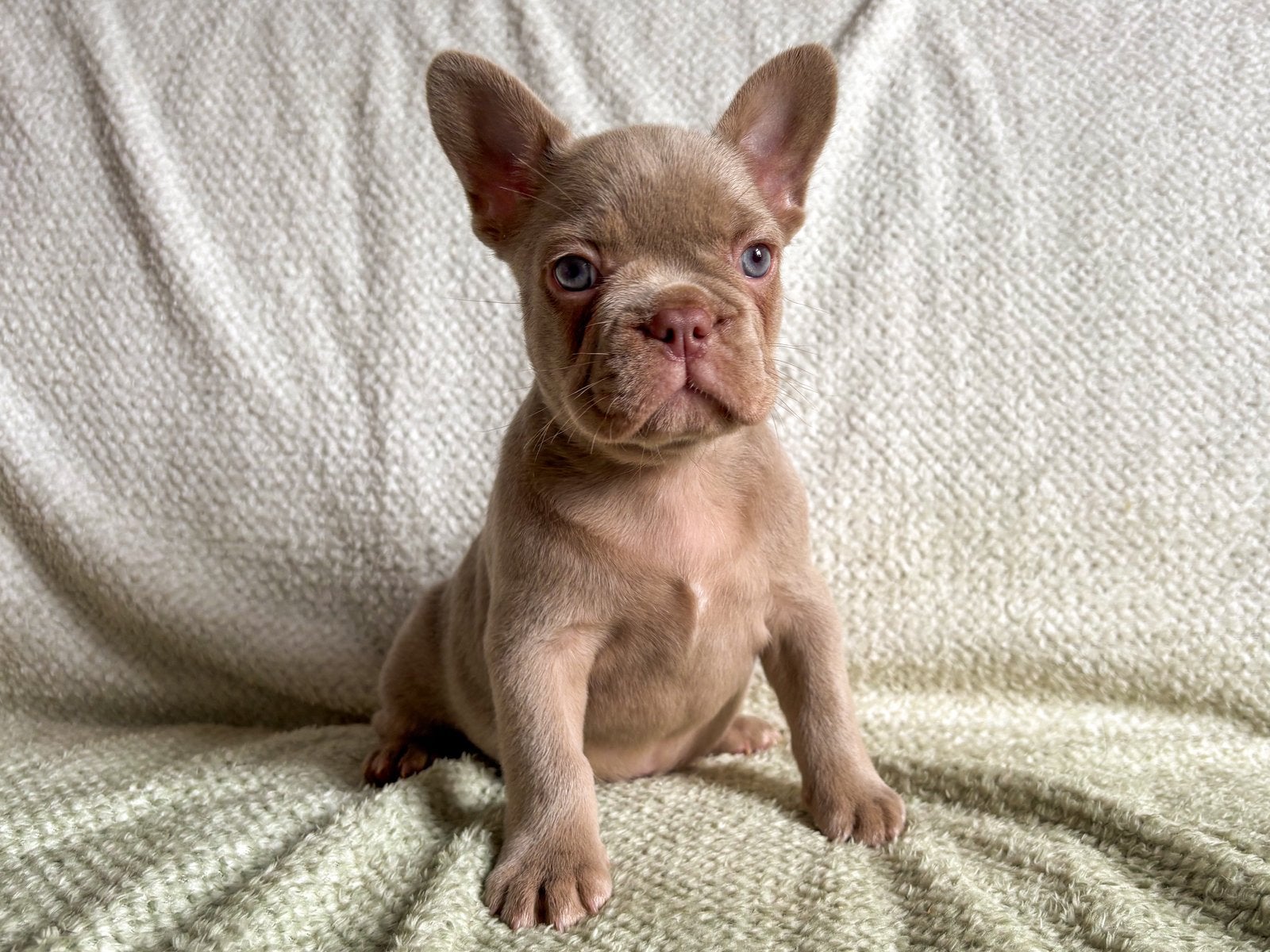 Franse bulldog pups in mooie kleuren, Dieren en Toebehoren, Honden | Bulldogs, Pinschers en Molossers, Parvo, 8 tot 15 weken, Bulldog