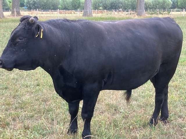 Dekstier stier Wagyu x Angus 2 jaar oud, Dieren en Toebehoren, Runderen, Mannelijk, 0 tot 2 jaar