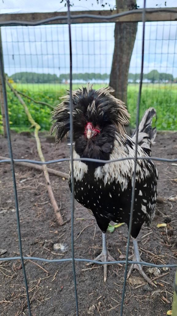 Haan, zwart/wit, Dieren en Toebehoren, Mannelijk, Kip