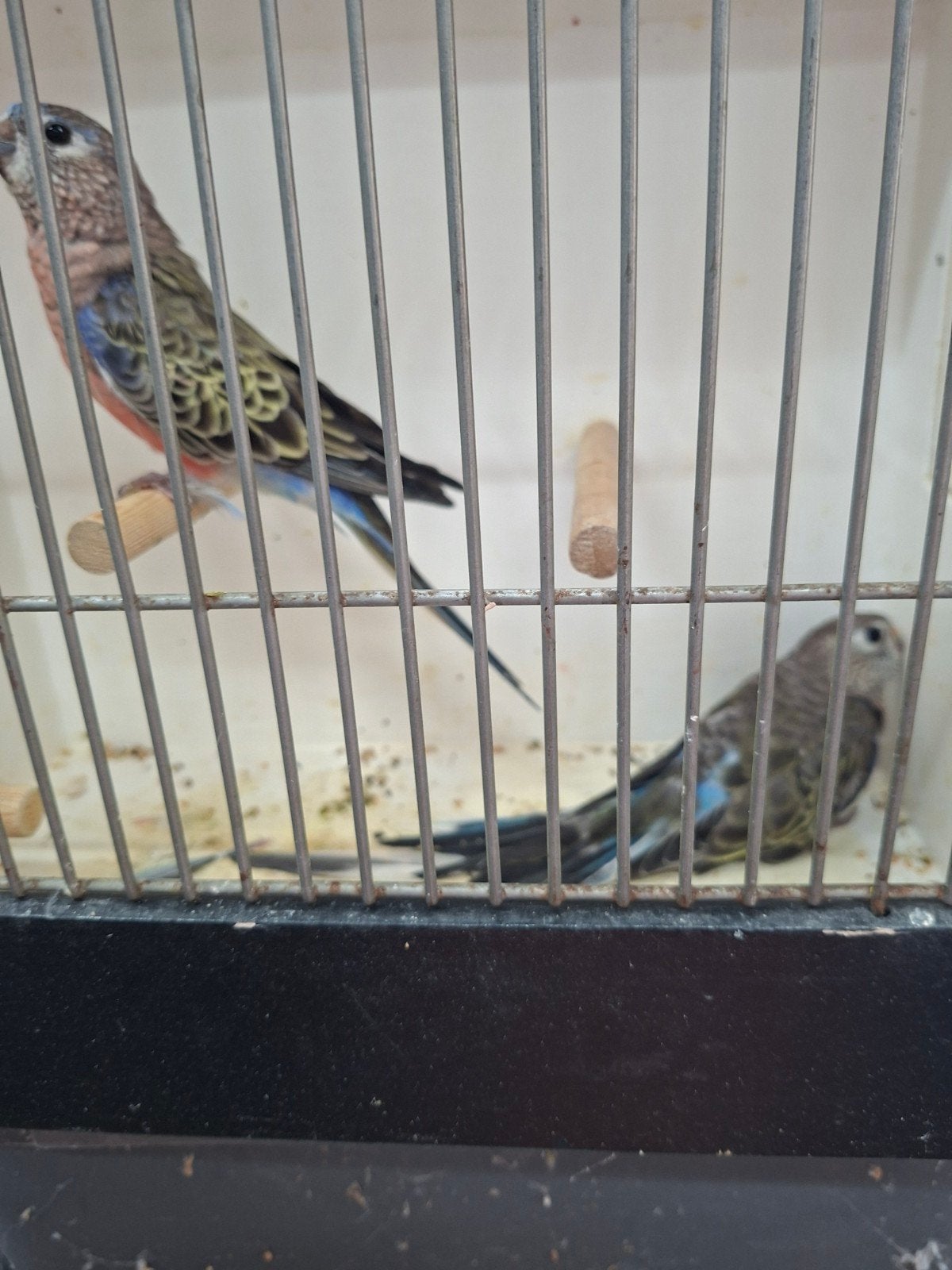 koppel Wildkleur bourks, Dieren en Toebehoren