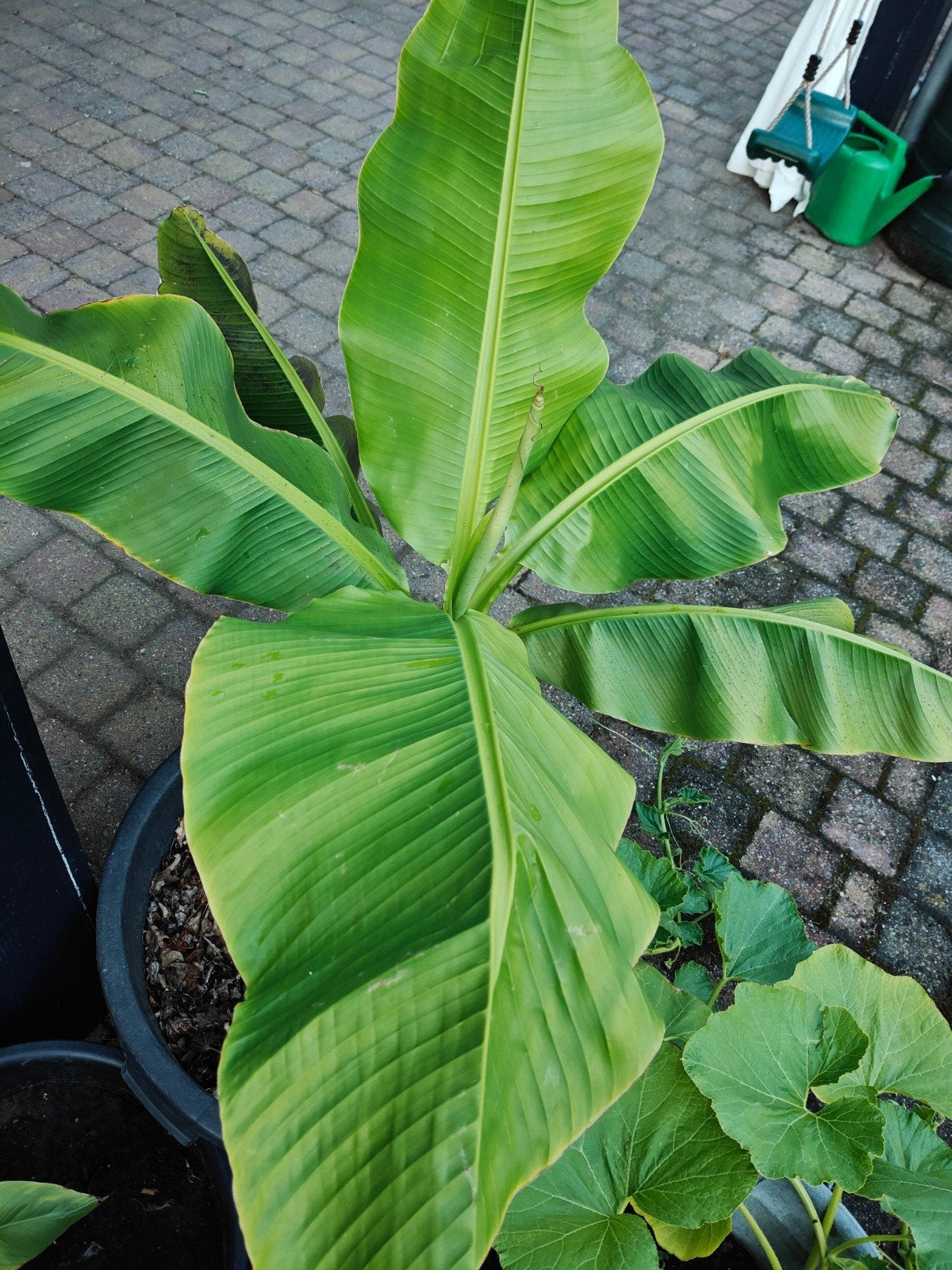 Bananenplant Musa Basjoo 1.20 mtr. Hoog, Volle zon, Vaste plant, Zomer, Ophalen