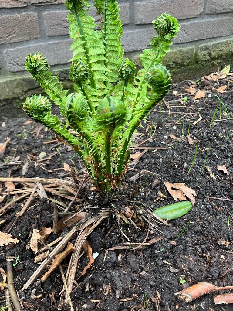 Varens: Groot en Klein voor elke tuin, Vaste plant, Varens, Ophalen of Verzenden, Bloeit niet