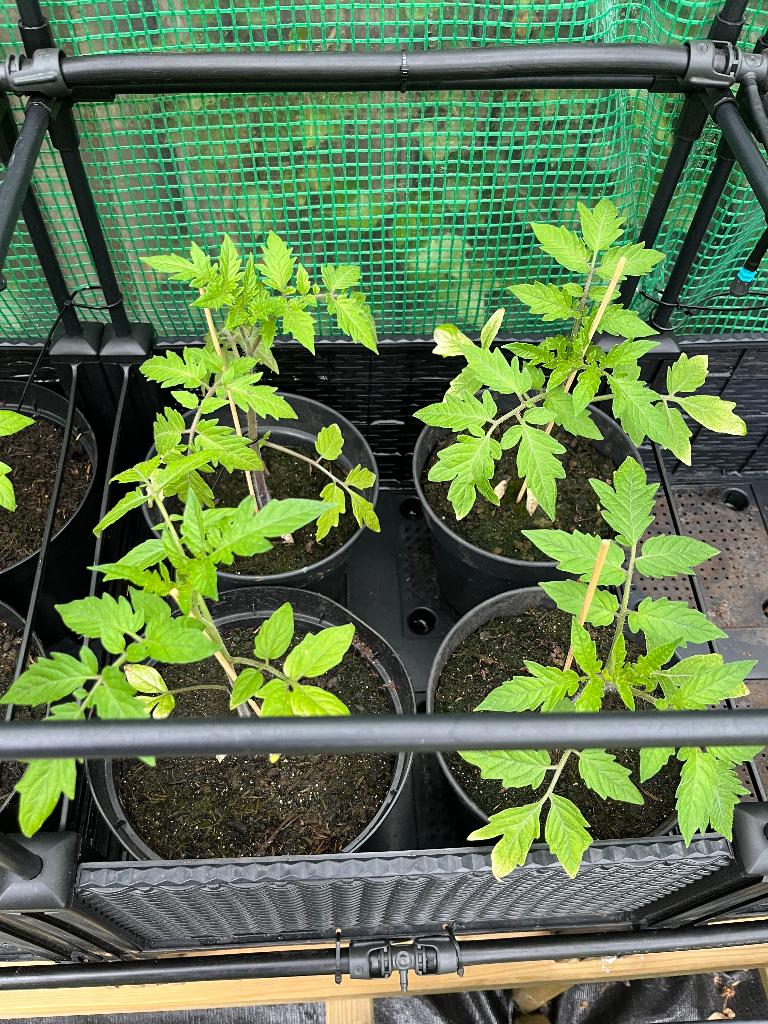 Diverse groenteplanten biologisch gekweekt, Tuin en Terras, Planten | Tuinplanten, Volle zon, Eenjarig, Zomer, Ophalen