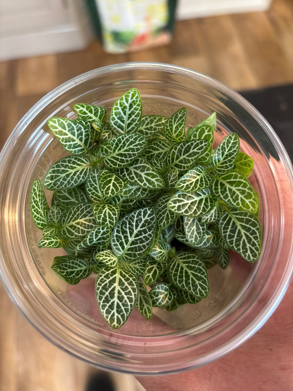Terrariumplant Fittonia bambino, Huis en Inrichting, Kamerplanten, Ophalen of Verzenden, Halfschaduw, Minder dan 100 cm