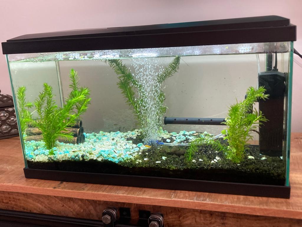 Aquarium blauwe kreeft algeneters garnalen en modderkruipers, Kreeft, Krab of Garnaal, Zoetwatervis