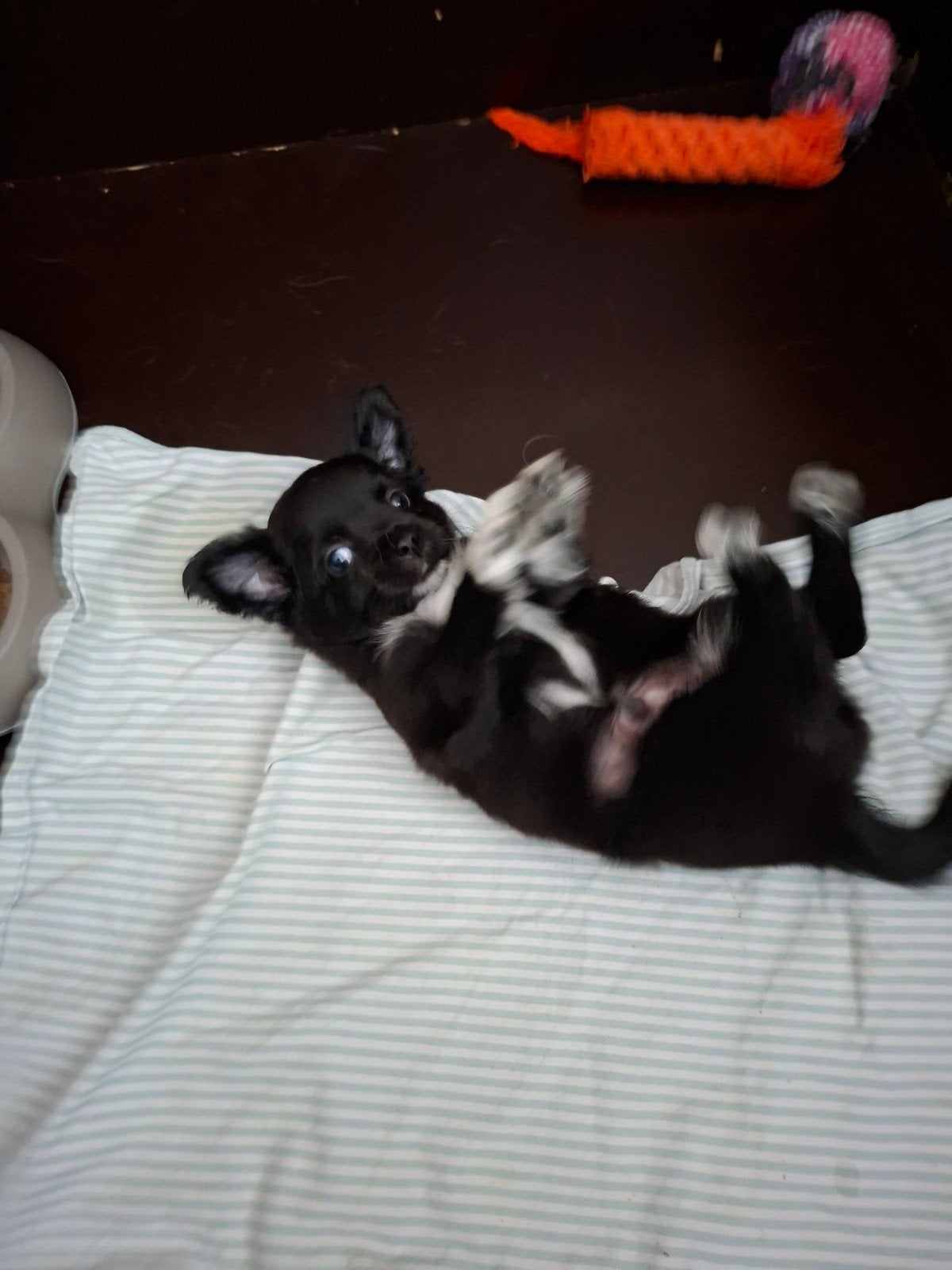 puppy pupp, Dieren en Toebehoren, Honden | Chihuahua's en Gezelschapshonden, Reu, Eén hond, Chihuahua, Nederland