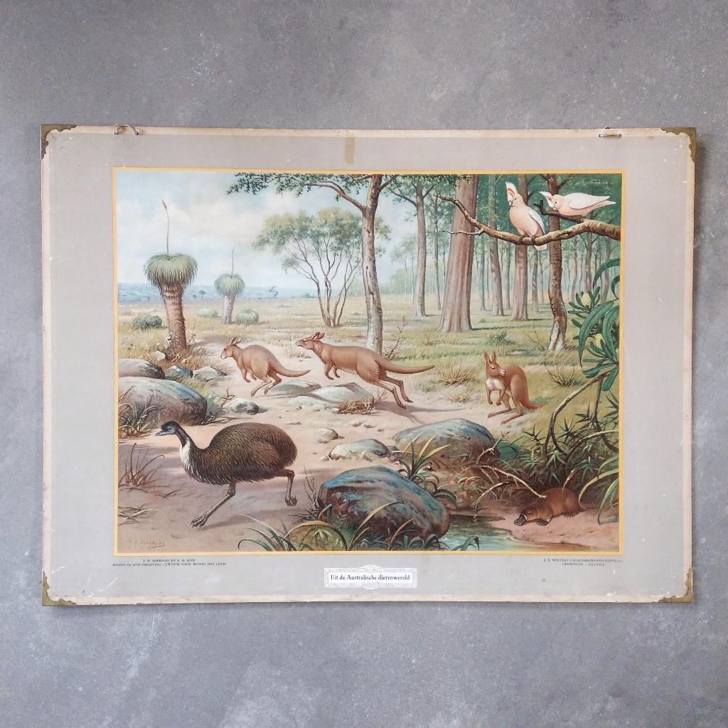 Schoolplaat Uit de Australische dierenwereld – 1934, Antiek en Kunst, Antiek | Schoolplaten, Ophalen of Verzenden, Natuur en Biologie
