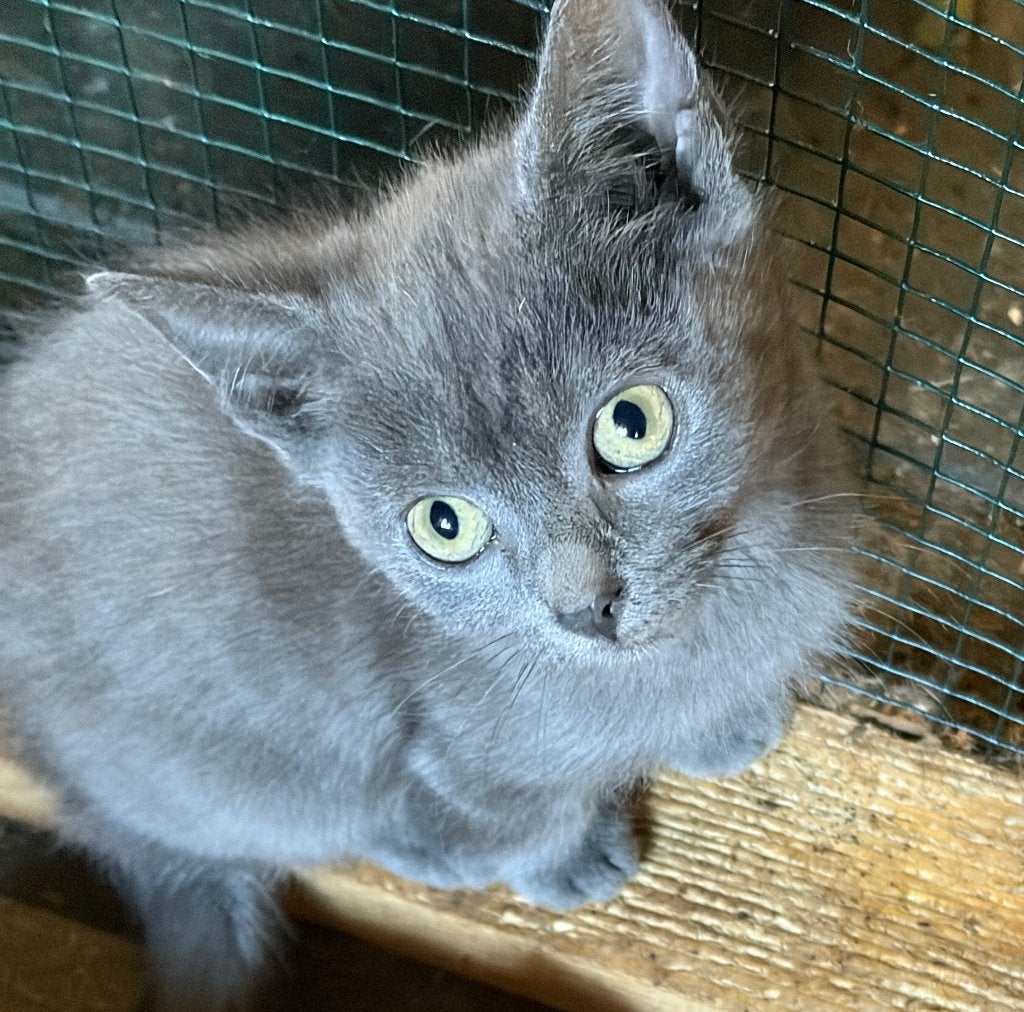 Kittens Europese korthaar, Meerdere dieren, Ontwormd, 0 tot 2 jaar