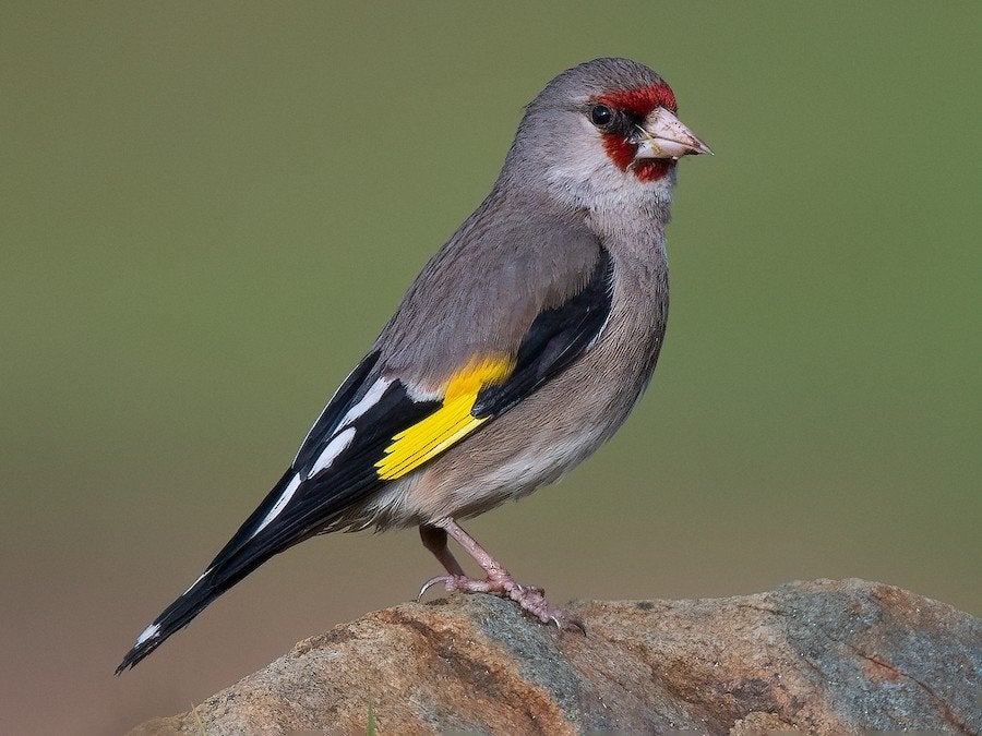 gezocht: grijskop, curduelis Caniceps, Dieren en Toebehoren, Vrouwelijk, Wildzangvogel, Geringd