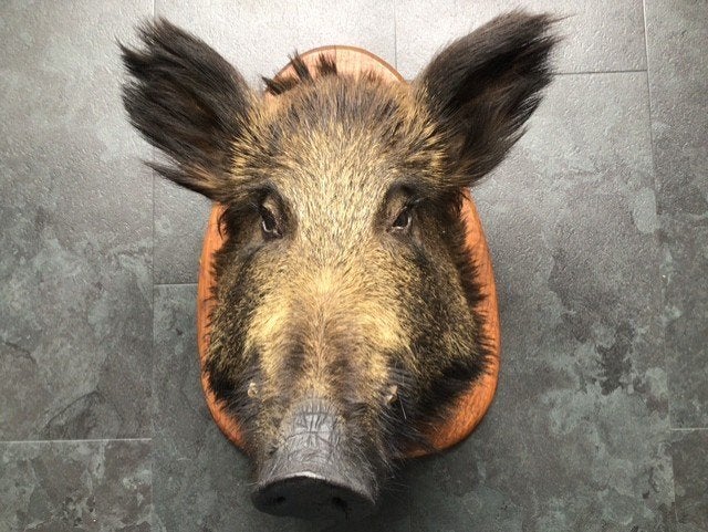 Mooi opgezette donkere wild zwijnenkop, Ophalen of Verzenden, Zo goed als nieuw, Wild dier, Opgezet dier