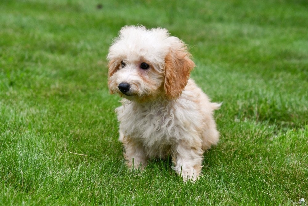 Maltipoo pups te koop, 15 weken tot 1 jaar, Overige rassen, Buitenland, Parvo