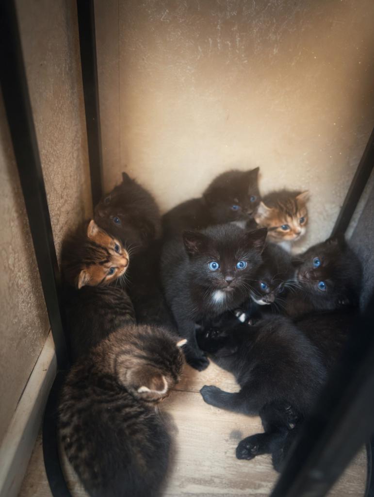 Super schattige kittens, Dieren en Toebehoren, Katten en Kittens | Overige Katten, Poes