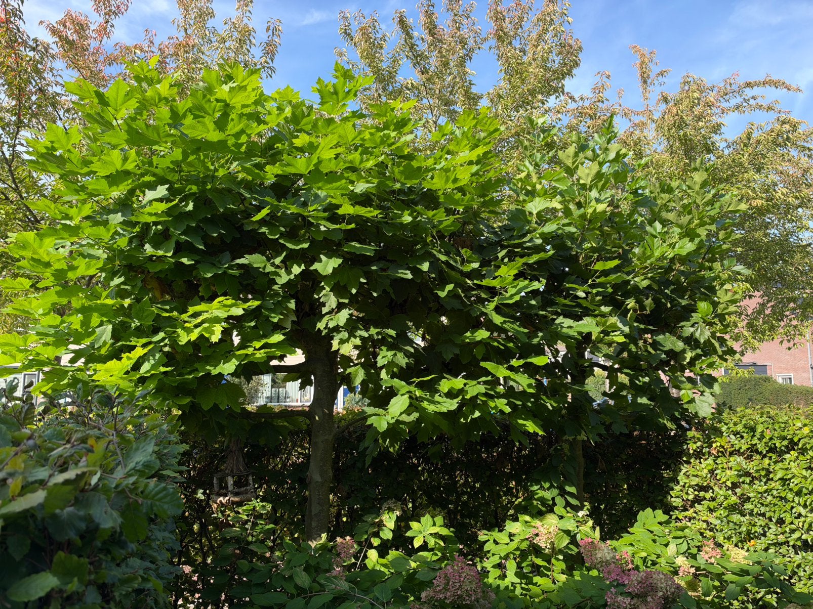 2 stuks Bolplataan Plataan / Dakplataan / Bolboom Mooi vol!, Bloeit niet, Leiboom, 100 tot 250 cm, Ophalen