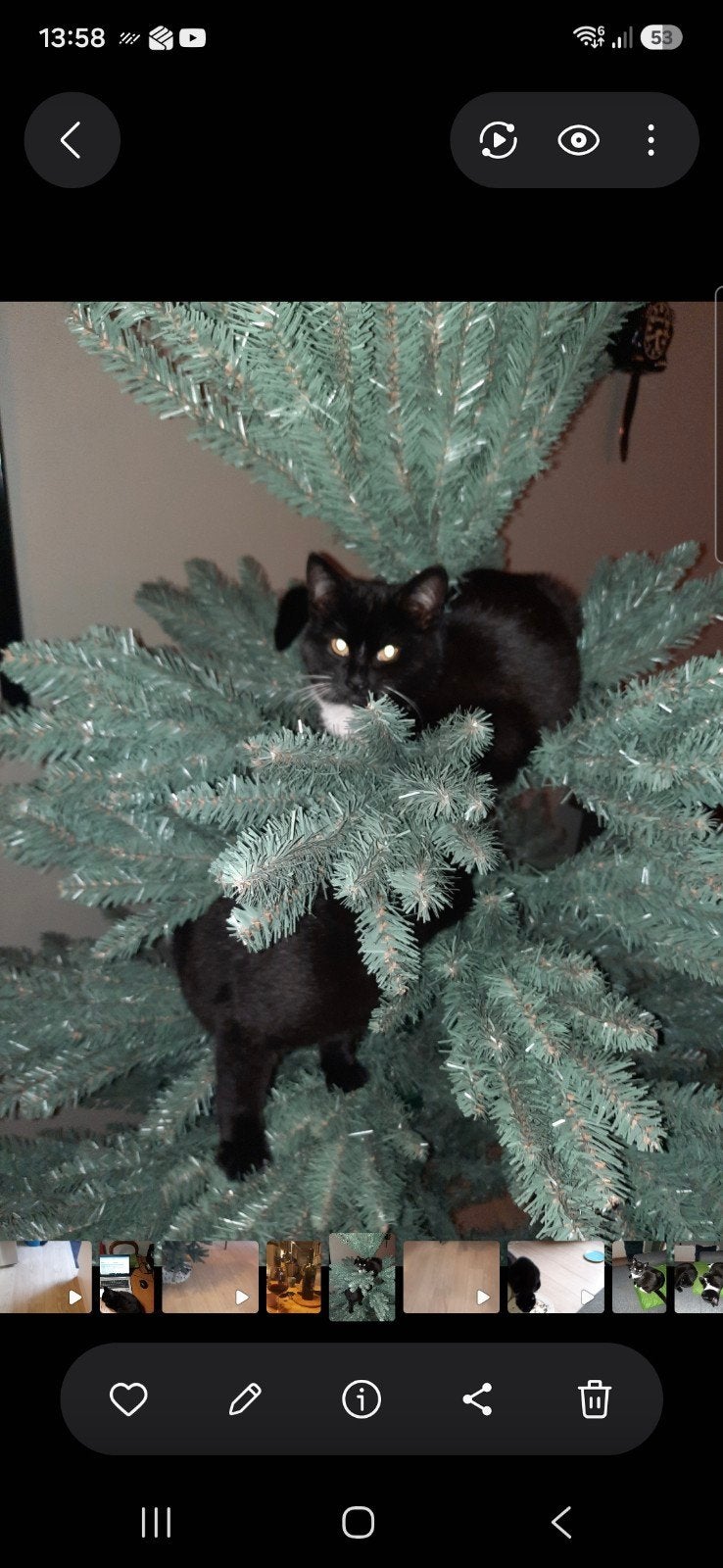 gratis kerstboom. afhalen, Diversen, Kerst, Ophalen of Verzenden