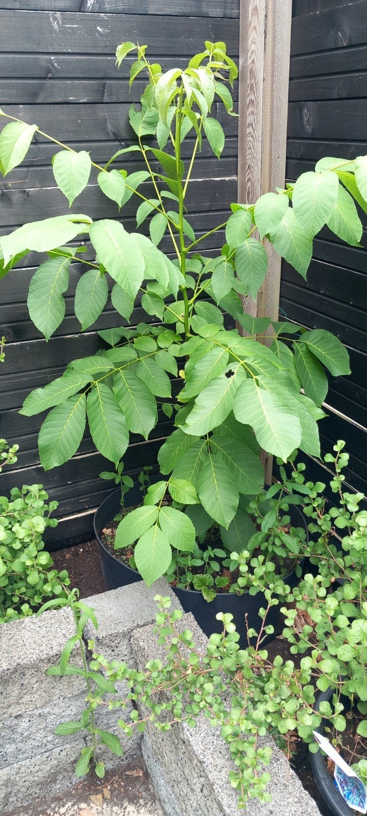 Mooie sterke beginnende walnotenboom, Ophalen