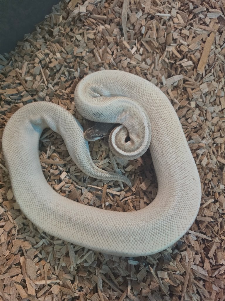 0.1 BEL (super majave) Cinnamon