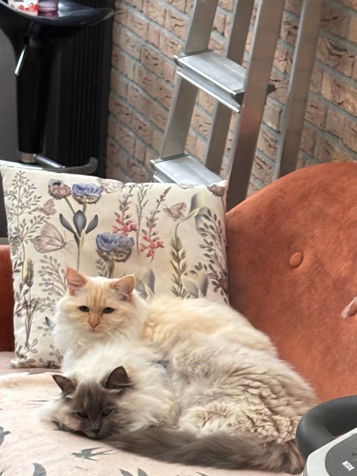 Samen ter adoptie: Ragdoll dames Kenzi & Misty, Dieren en Toebehoren, Katten en Kittens | Raskatten | Langhaar, Poes