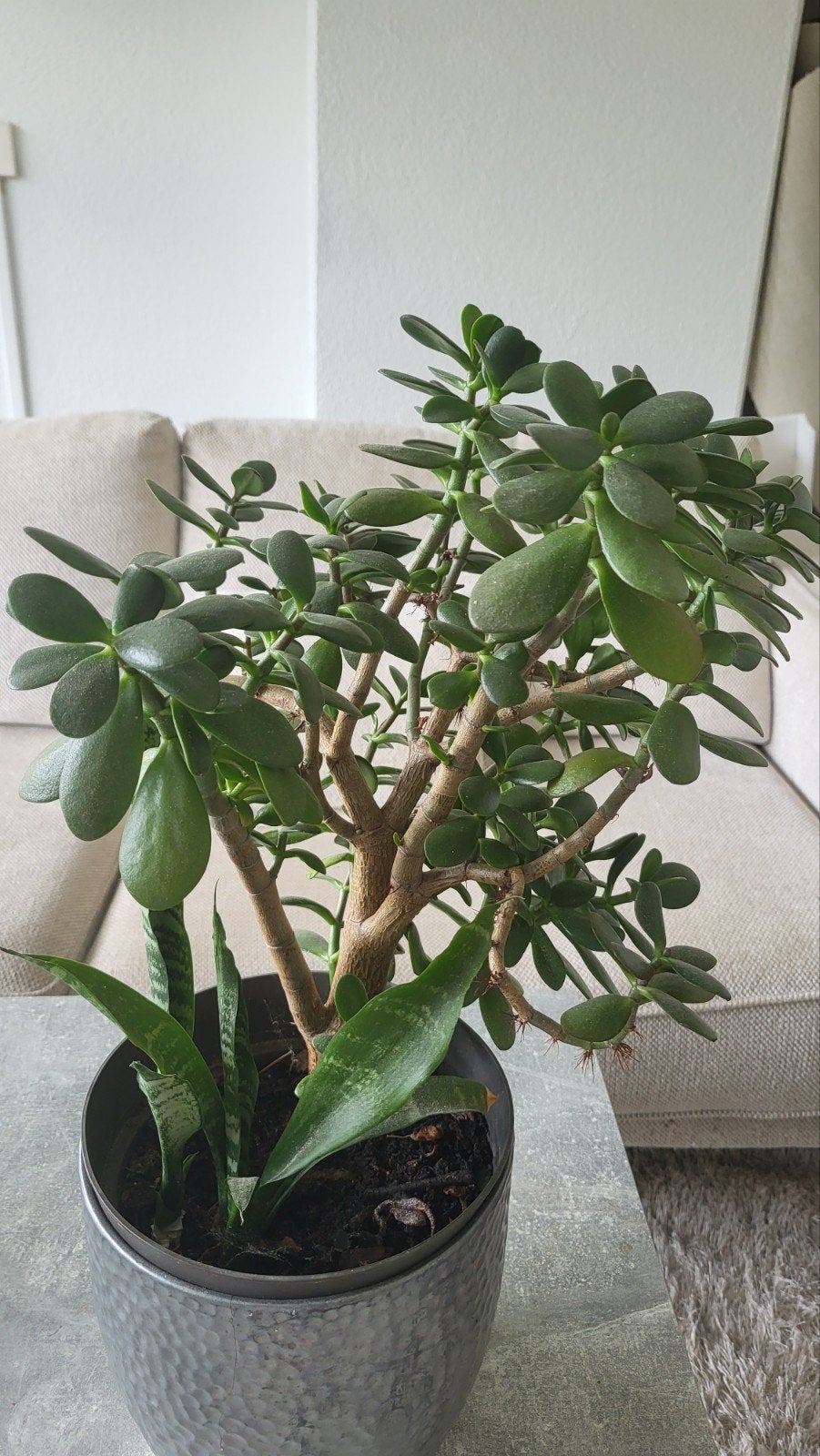 Geldboom (Crassula ovata) in stijlvolle pot, Overige soorten, Volle zon, Vaste plant, Ophalen of Verzenden