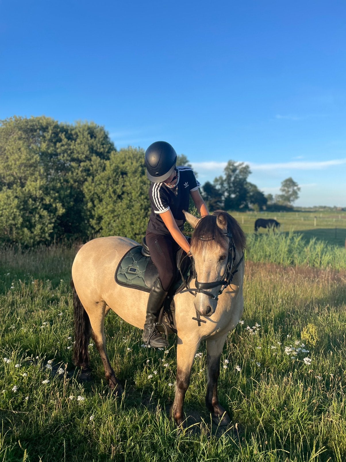 Allround c pony (sportpotentie), Dieren en Toebehoren, Pony's, Ruin