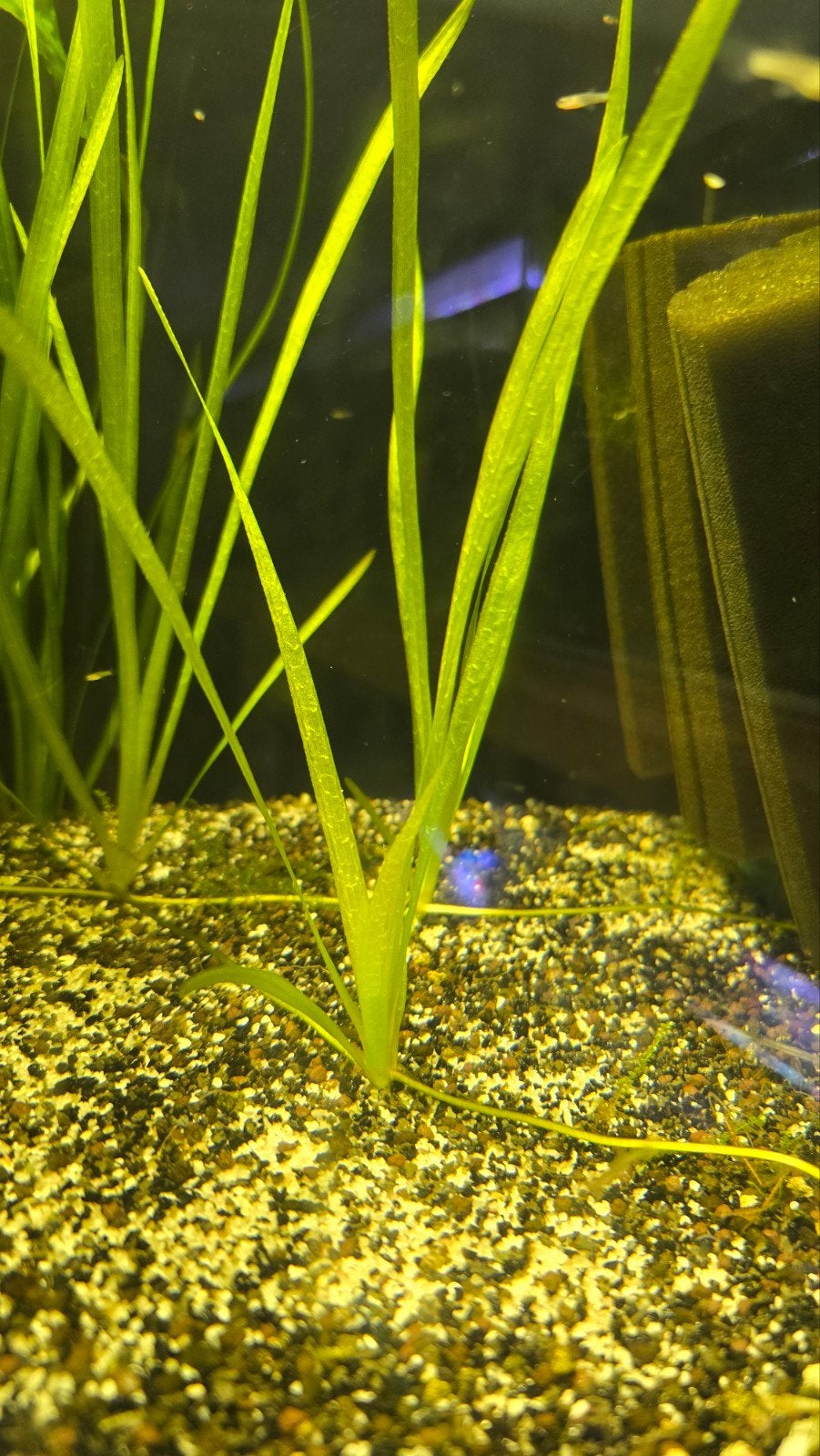 Vallisneria Spiralis – gezonde stekken €2 per  3 stekjes, Ophalen, Inclusief planten, Nieuw, Plant(en), Steen of Hout
