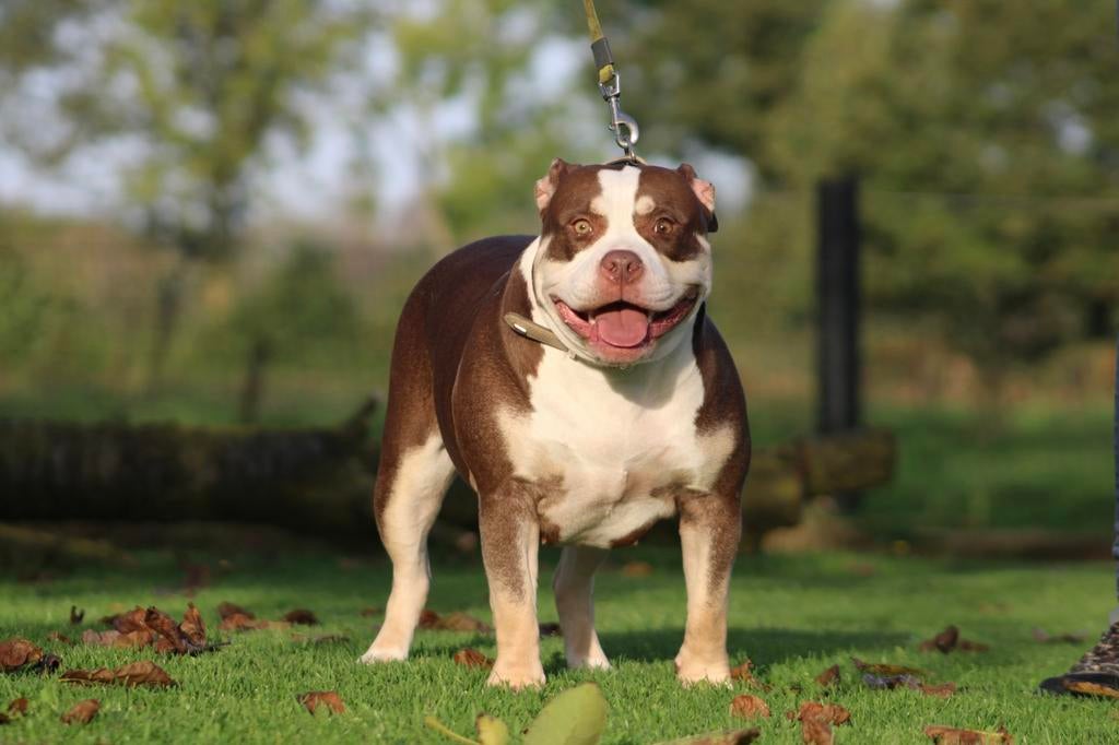 American Bully teef, Dieren en Toebehoren, België, Overige rassen, Teef, Parvo