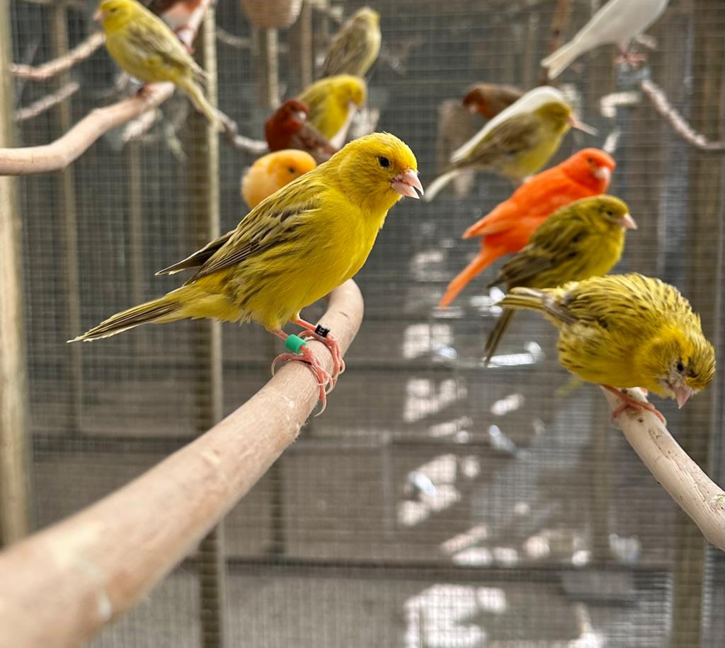 Geel agaat kanaries, Meerdere dieren, Kleurkanarie