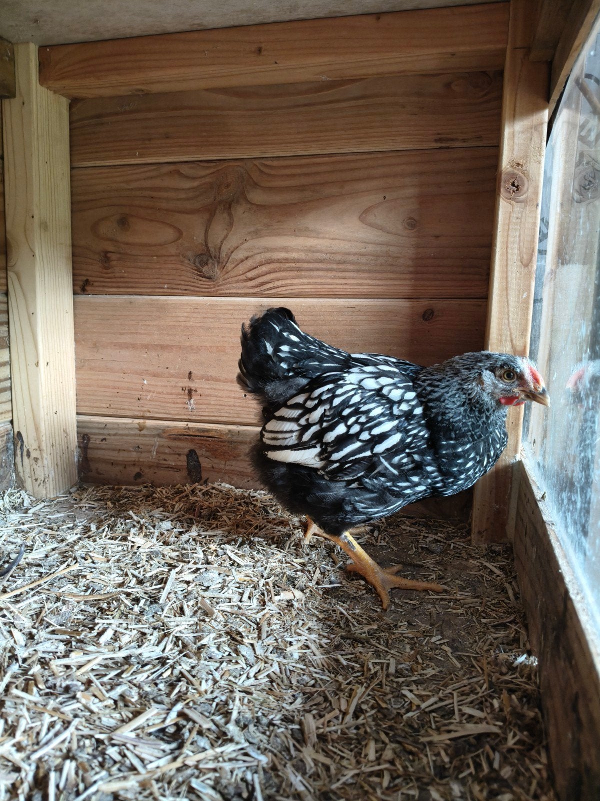 Wyandotte haantje Zilver-zwartgezoomd groot soort, Dieren en Toebehoren, Pluimvee, Mannelijk, Kip