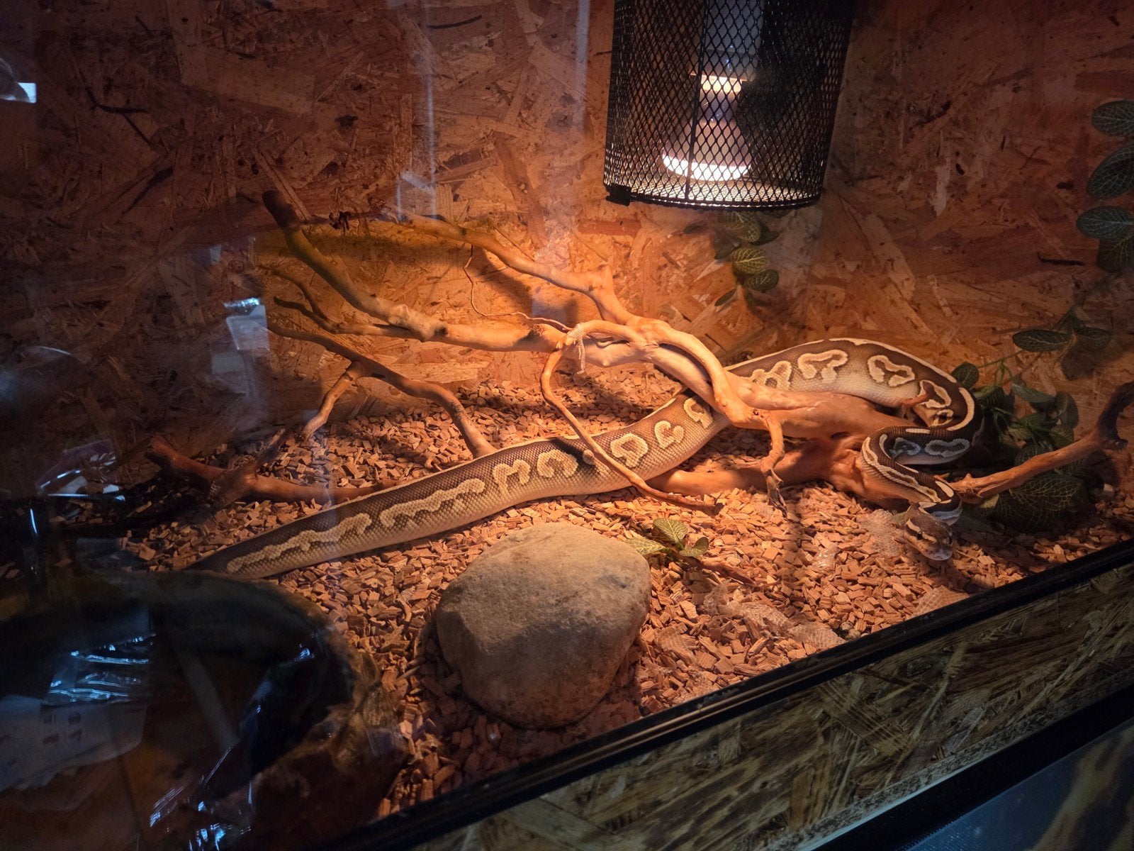 Koningspython lesser met terrarium Ball Python - unknown for sale from Bryan Grimminck