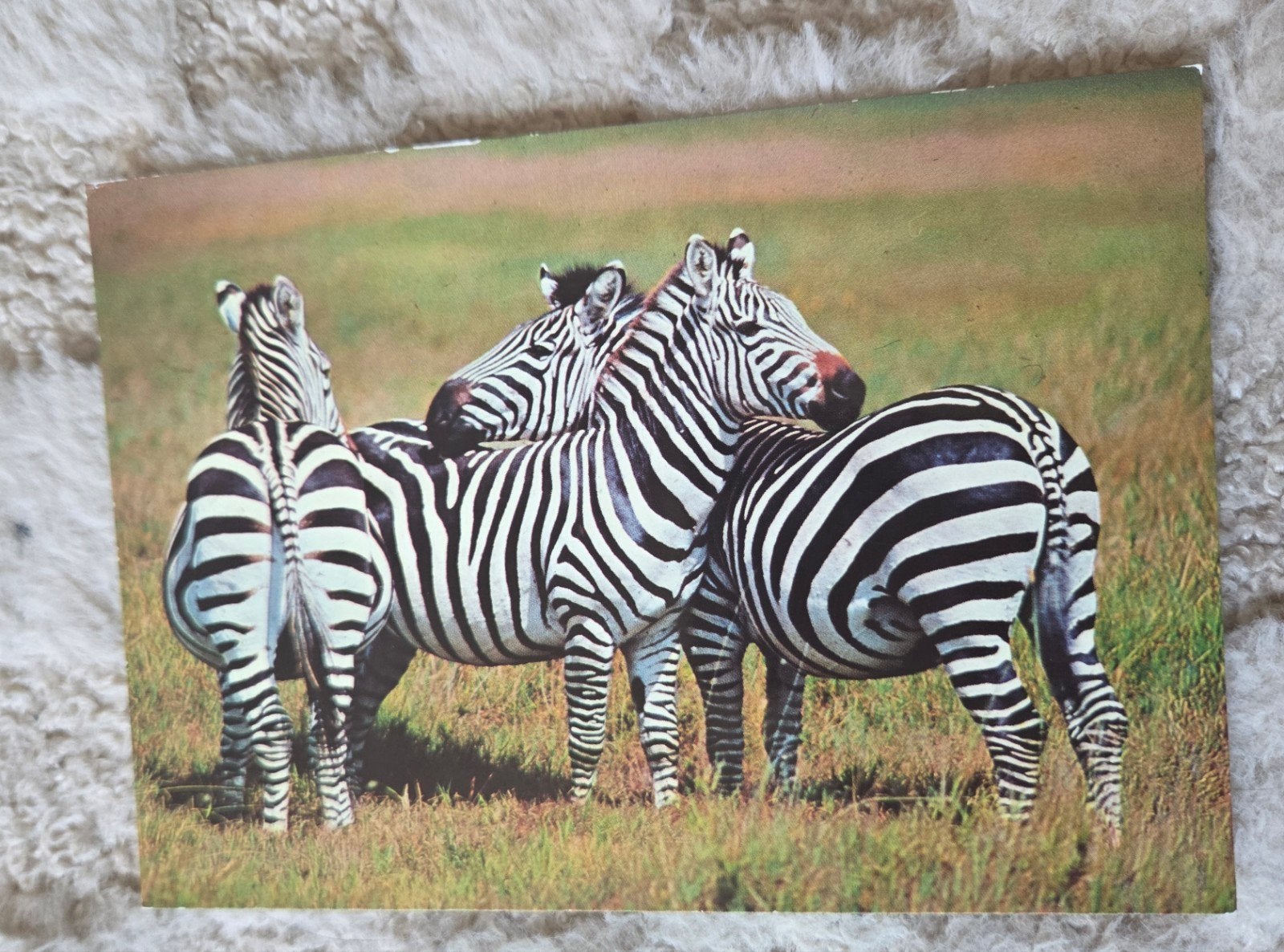 Zebra's in de Savanne, Verzenden, 1980 tot heden, Ongelopen, Wild dier