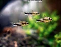 Corydoras pygmaeus (jonge visjes), Vis, Zoetwatervis, Schoolvis
