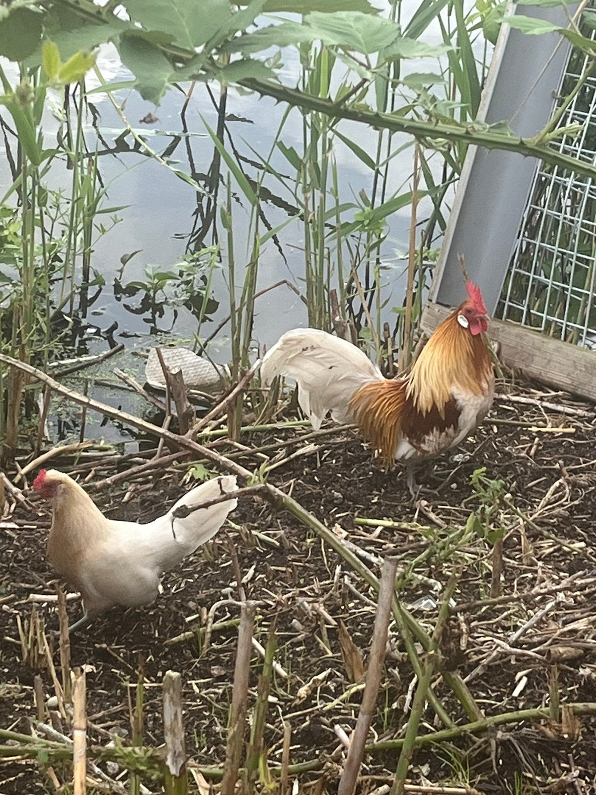 Hollandse kriel witpatrijs, Dieren en Toebehoren, Mannelijk, Kip