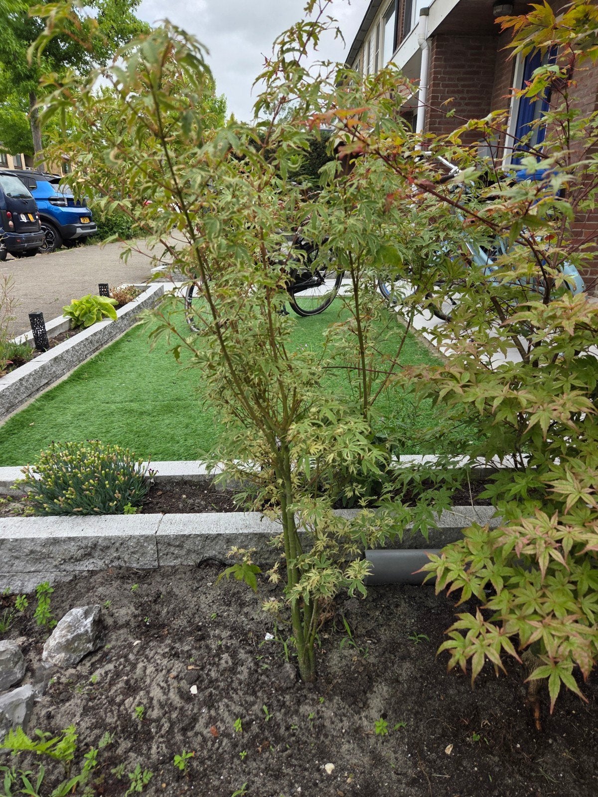 te koop Japanese Esdoorn boompjes, Tuin en Terras, Planten | Bomen, Ophalen, Bloeit niet, Volle zon, Overige soorten