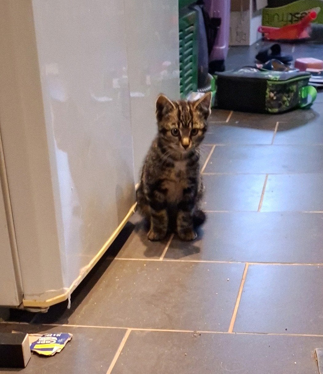 2 kittens, Geslacht onbekend, 0 tot 2 jaar