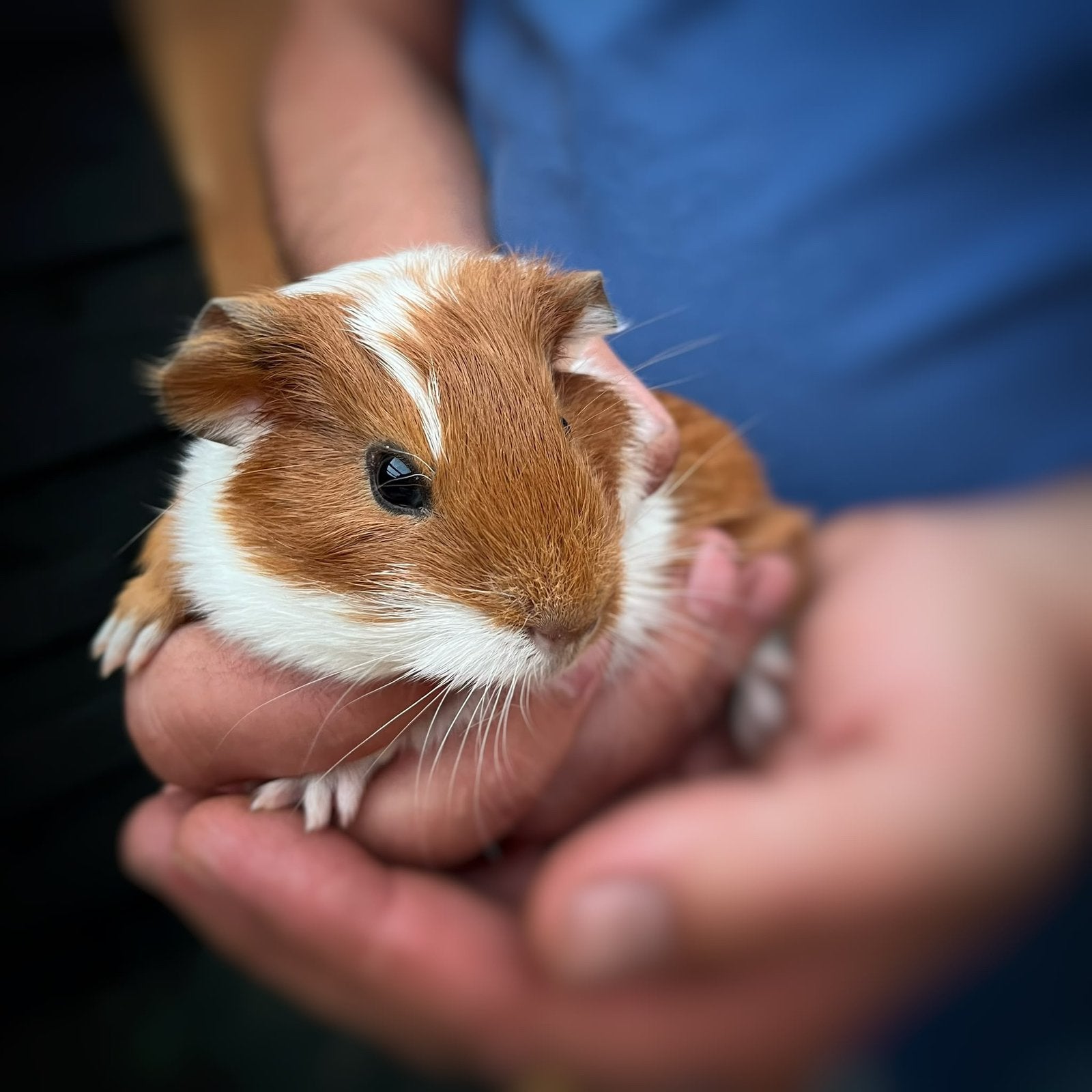 Jong Cavia Beertje, Dieren en Toebehoren, September, Mannelijk, Cavia