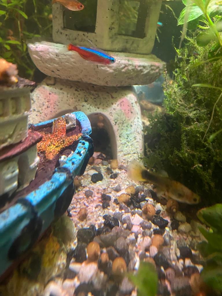 Appelslakken, Dieren en Toebehoren, Vissen | Aquariumvissen, Vis