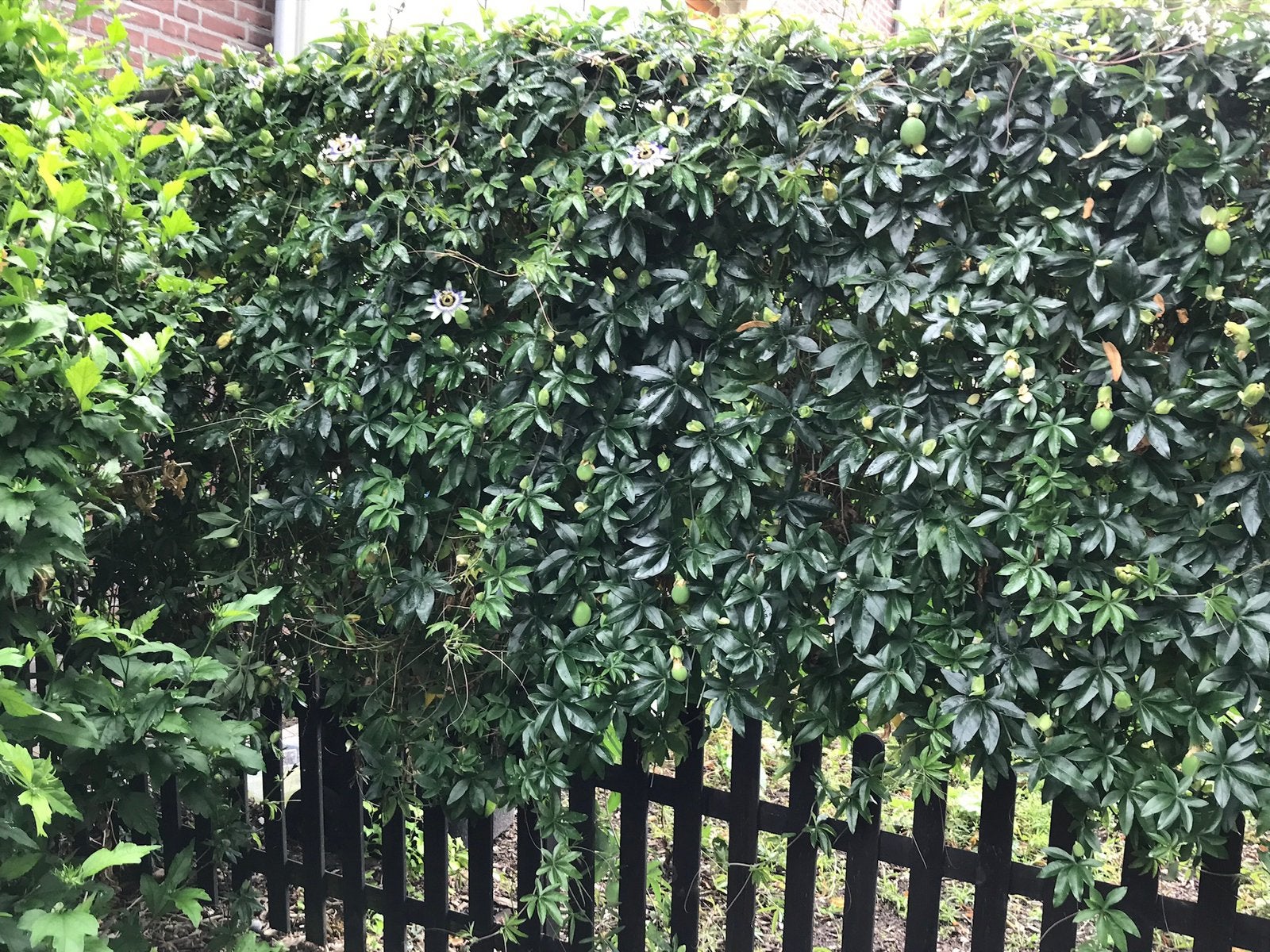 4 gewortelde passie flora stekken voor maar 1 euro, Tuin en Terras, Ophalen, Overige soorten, Minder dan 100 cm
