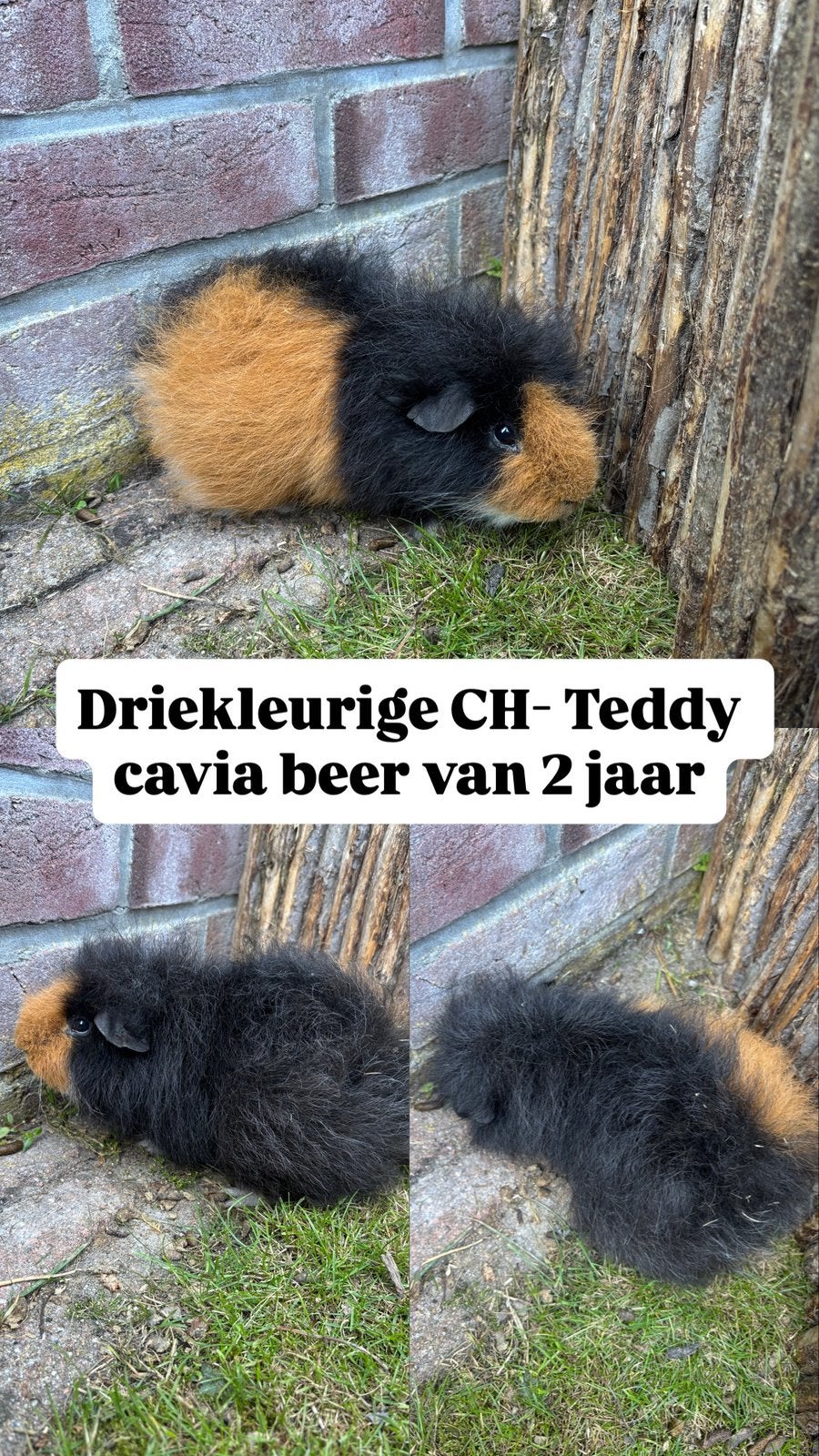 Ch-teddy beer, Dieren en Toebehoren, Januari, Mannelijk, Cavia