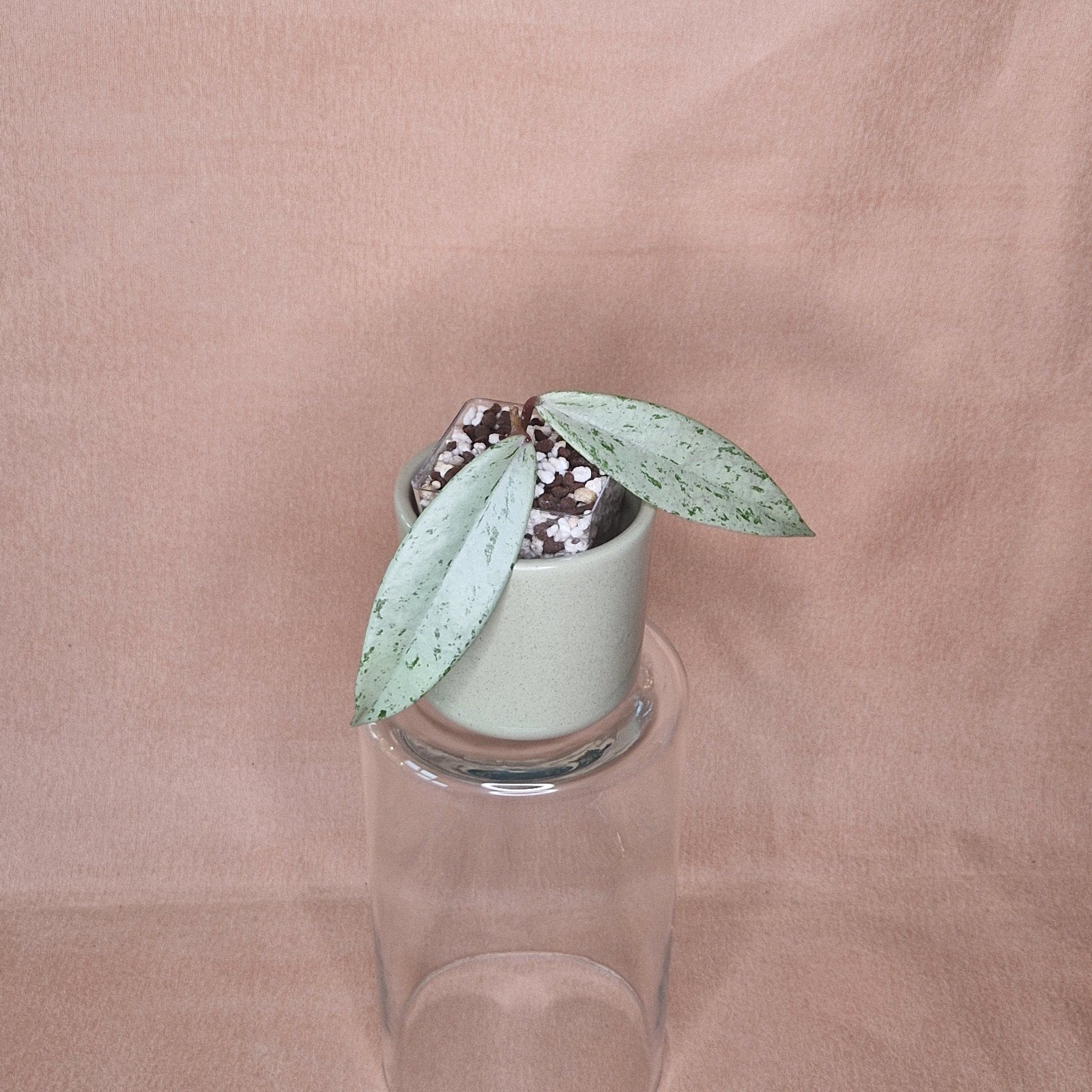 Hoya Pubicalyx Pink Silver Ghost 1, Verzenden, Overige soorten, Halfschaduw, Minder dan 100 cm