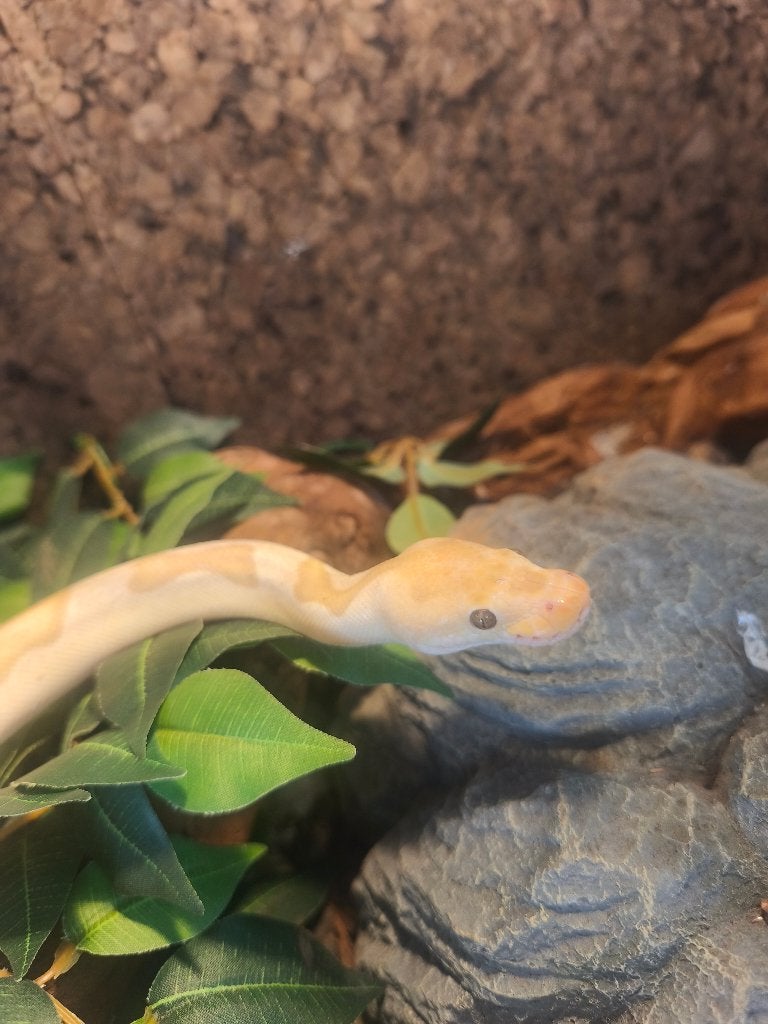 Koningspython, ball python Ball Python - female for sale from J