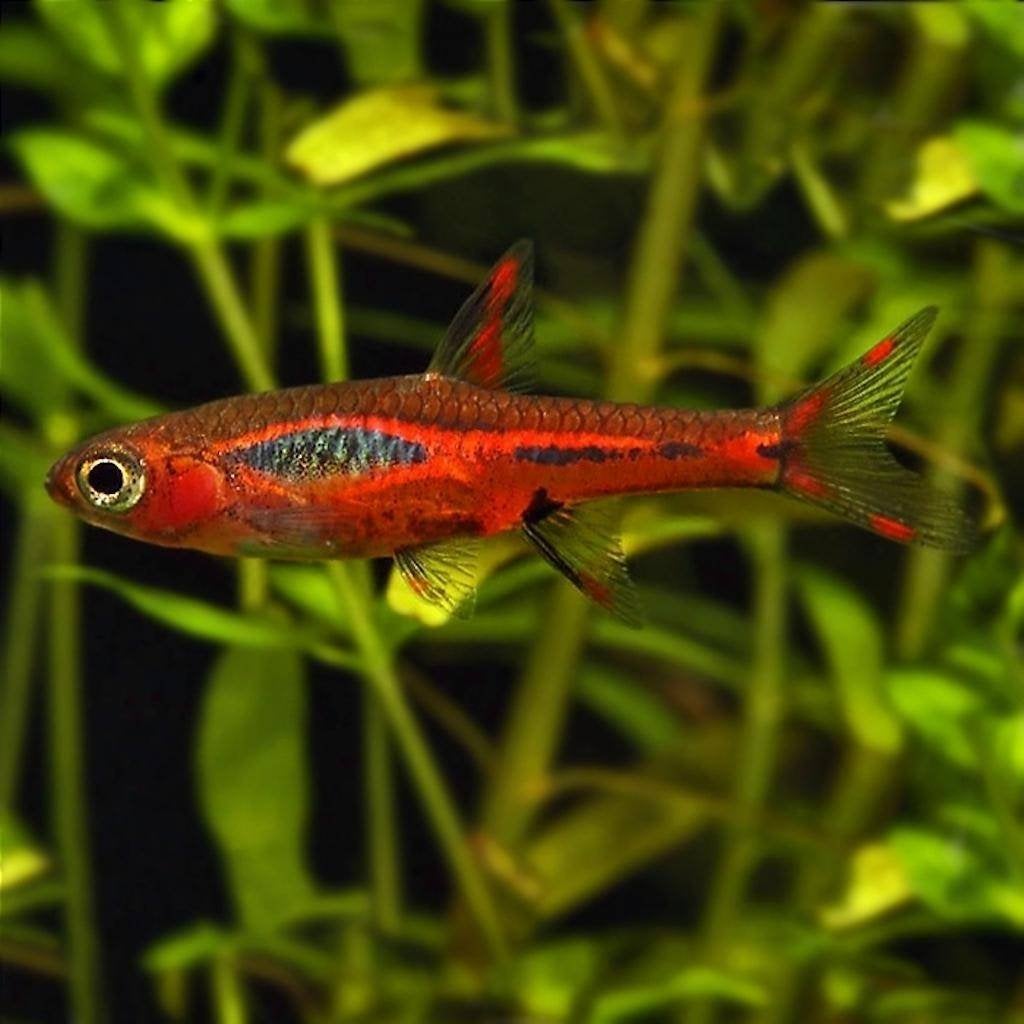 Rasbora brigittae - Muggen Rasbora 1,5-2 cm, Vis, Zoetwatervis, Schoolvis