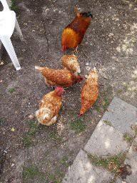 Legkippen, Dieren en Toebehoren, Meerdere dieren, Kip