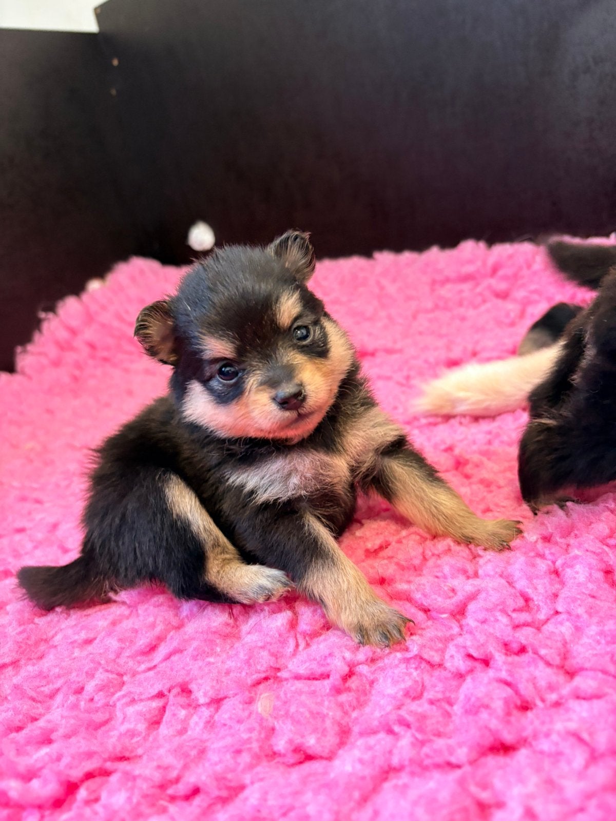 Pomeriaan pups merle tan, black en tan, Overige rassen, 8 tot 15 weken, Meerdere, Meerdere dieren