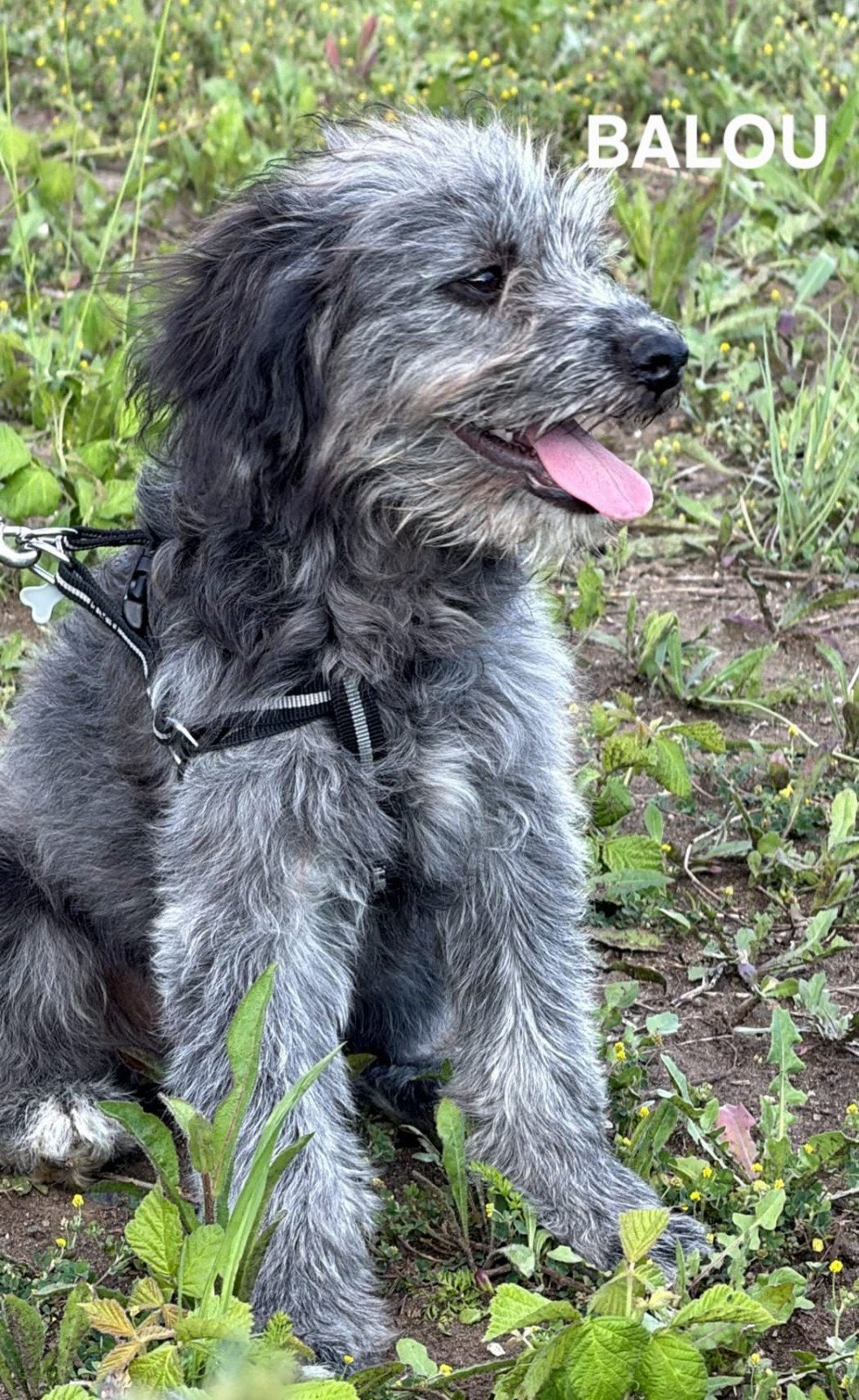 Balou zoekt baasje, Dieren en Toebehoren, Honden | Niet-rashonden, Particulier, 15 weken tot 1 jaar, Reu, Buitenland