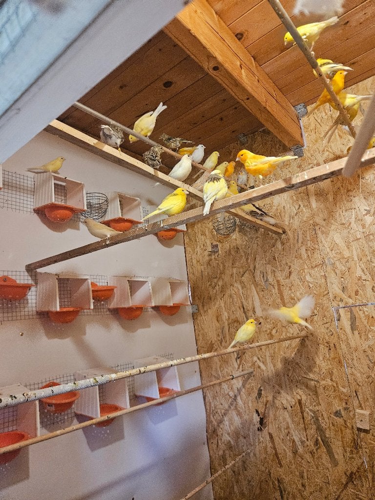 kanaries & volière . Alles moet weg, Dieren en Toebehoren, Vogels | Kanaries, Meerdere dieren, Kleurkanarie