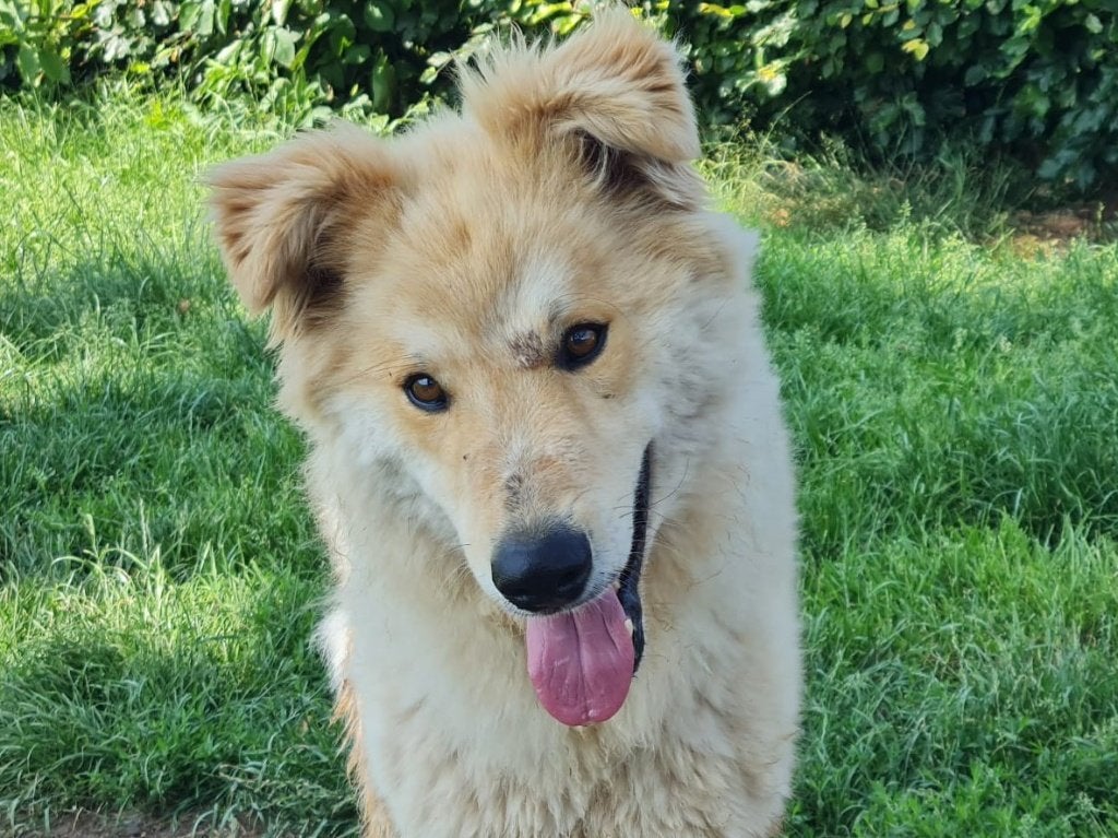 Melvin, een lieve, prachtige, grote hond. Melvin is in NL., Particulier, Reu, Buitenland, Eén hond