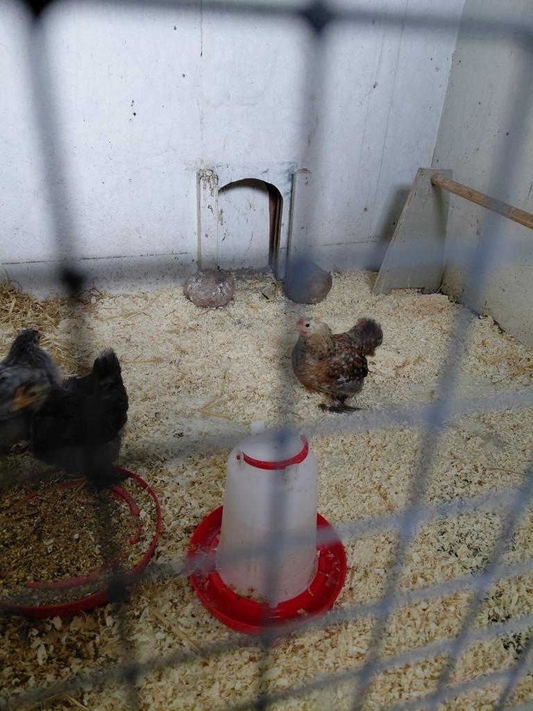 Chocin kriel haan te koop 2026., Dieren en Toebehoren, Pluimvee, Mannelijk, Kip