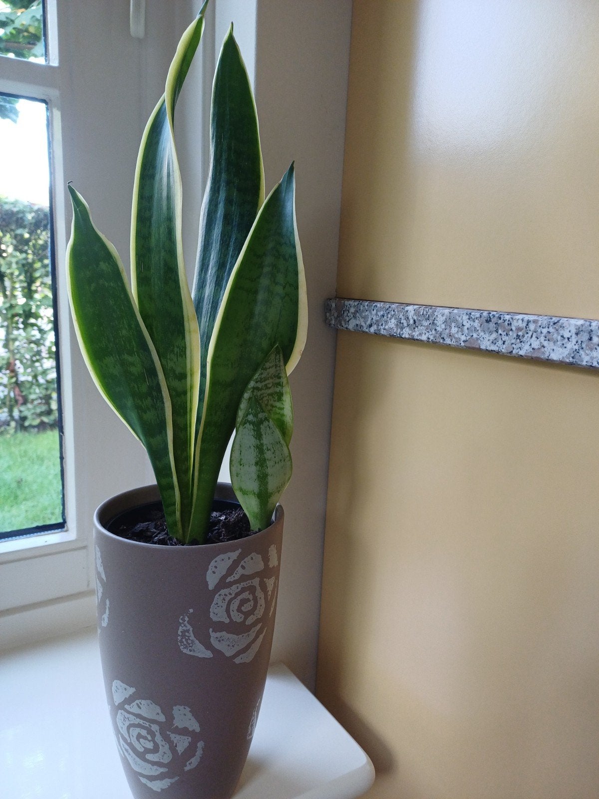 Sansevieria (Vrouwentong), Ophalen, Halfschaduw