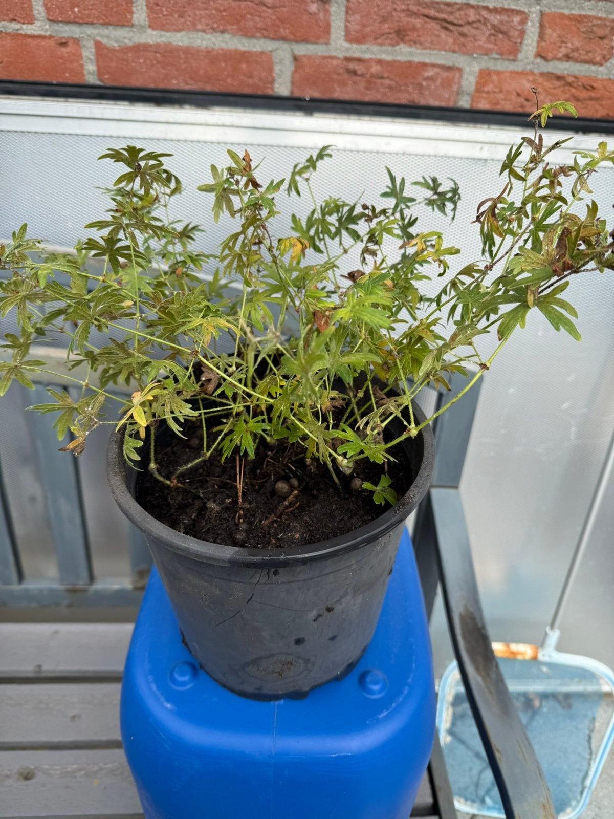 Geranium sanguineum wit, Ophalen, Vaste plant, Overige soorten, Halfschaduw