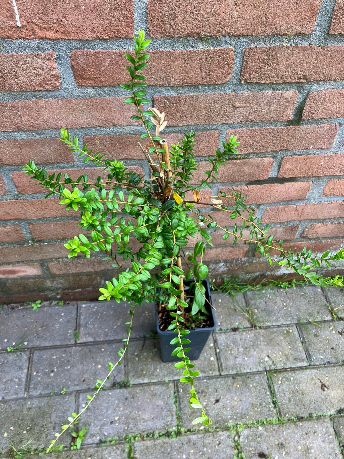 Vaccinium Cranberry `Early Black’, Ophalen